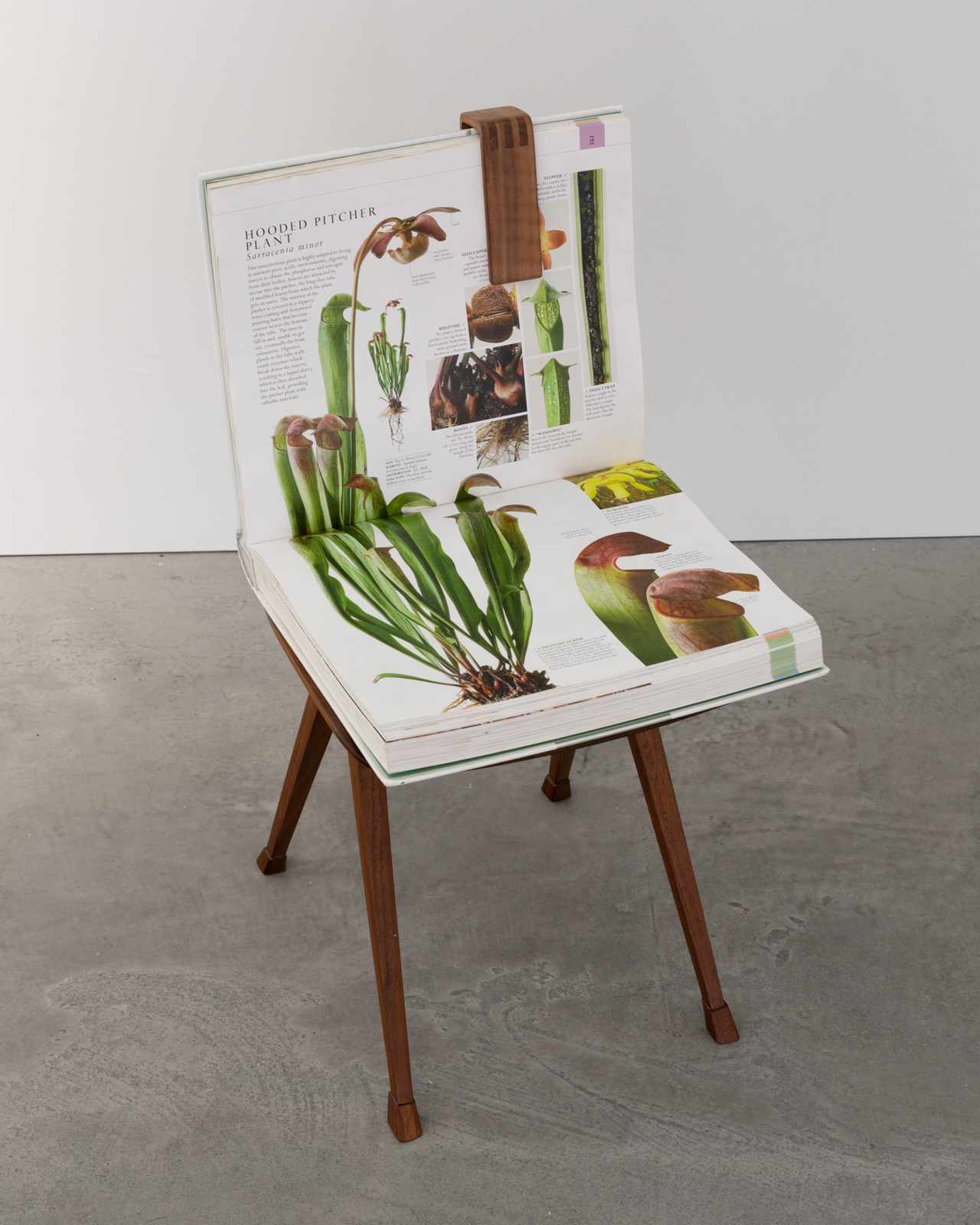 <i>Chimerical chew</i>, 2023. American walnut, steel, Natural History (Smithsonian), pages xx-xx 23 5/8 x 17 3/4 x 7 7/8 in (60 x 45 x 20 cm)